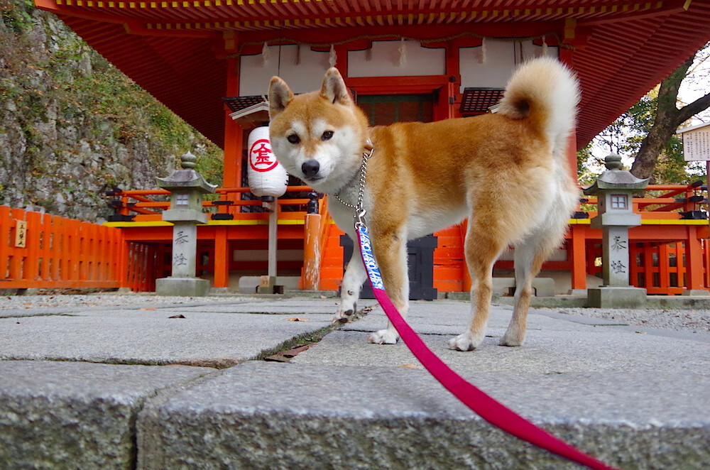 新加坡队赛制深度分析：赛制与战术如何完美结合，新加坡邀请赛决赛视频