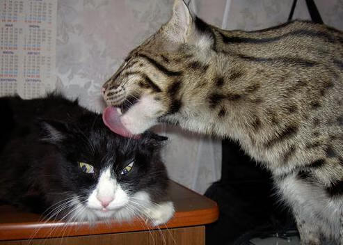 东契奇最后三秒命中稳定比赛节奏，东契奇爆砍39分