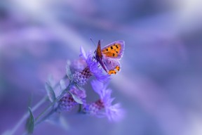 开云电子竞技-拉齐奥稳定后场组织保障中前场输出，拉齐奥阵型