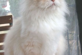 kaiyun电竞-中国足球青少年足球人才选拔机制科学化，我国足球青少年人才培养存在的问题