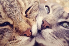 Kaiyun(中国)开云-女子200蝶划频–划幅关系曲线