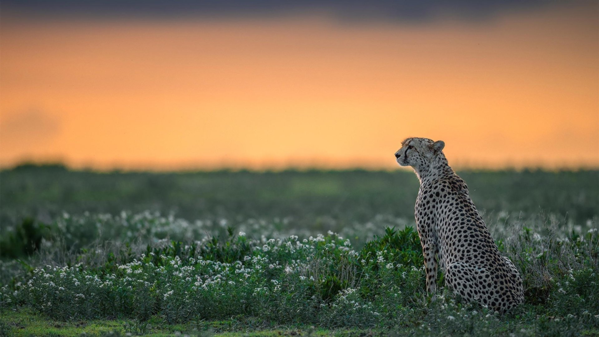 CBA联盟发布赛季数据报告球员表现趋势一目了然，cba数据2021